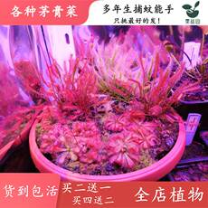 насекомоядное растение 买二送一食虫草食人花驱蚊草茅膏菜捕蝇草捕蚊草食虫植物会粘虫纸 Other