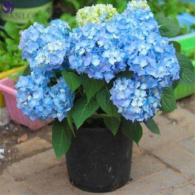 锈球花价格 锈球花图片 星期三