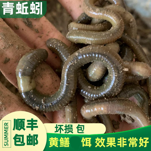 【旗舰店】江苏养殖场青黑蚯蚓