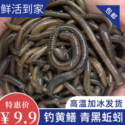 活体青蚯蚓活饵钓黄鳝地龙臭蚯蚓黑蚯蚓鲜活蚯蚓松土蚯蚓垂钓鱼饵