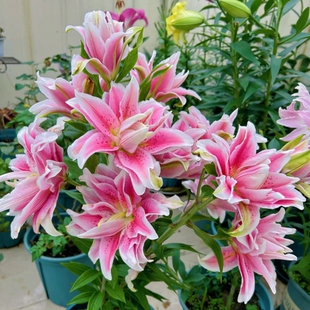 百合种球重瓣香水百合多年生四季开花好养易活室内盆栽植物花种子