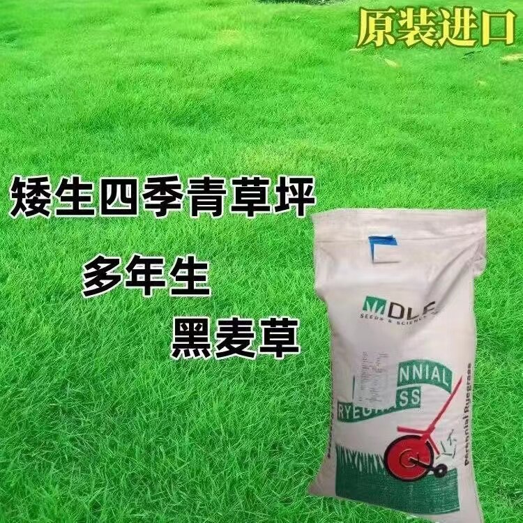多年生黑麦草种籽四季常青庭院绿化护坡固土黑麦草免修剪草坪草籽
