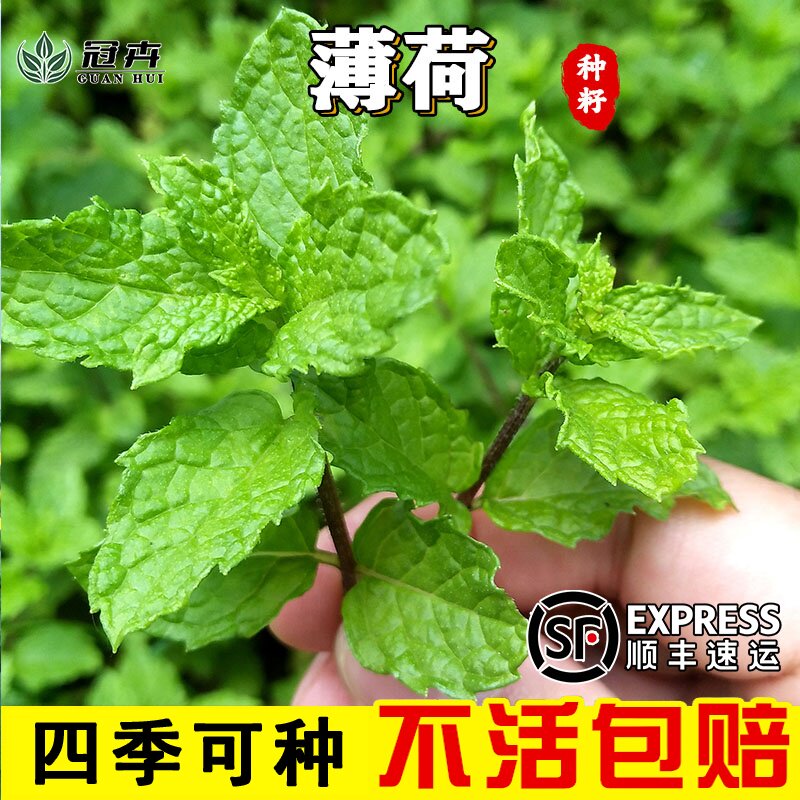 可食用薄荷种子留兰香柠檬苗猫薄荷四季播种室内阳台盆栽花种籽子