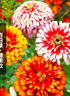 糖果纹百日草种子100粒 Swizzle 狂欢对叶菊火球花籽阳台盆栽春播