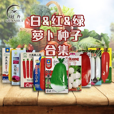 樱桃萝卜白萝卜种子特大庭院家庭九斤王迟地栽四季蔬菜胡萝