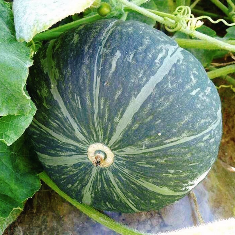 谢花面南瓜种子东北土特产