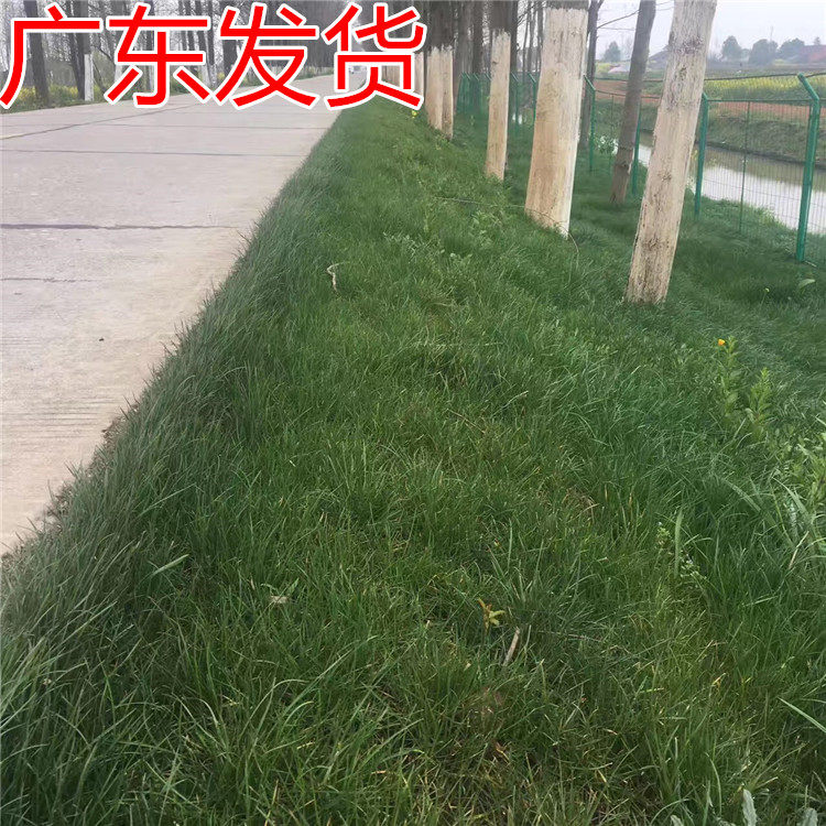 黑麦草草坪草籽四季常青耐寒耐旱工程庭院绿化护坡草籽