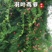 羽叶茑萝花种子四季 开花易活庭院室外内盆栽爬藤攀援植物花种籽子