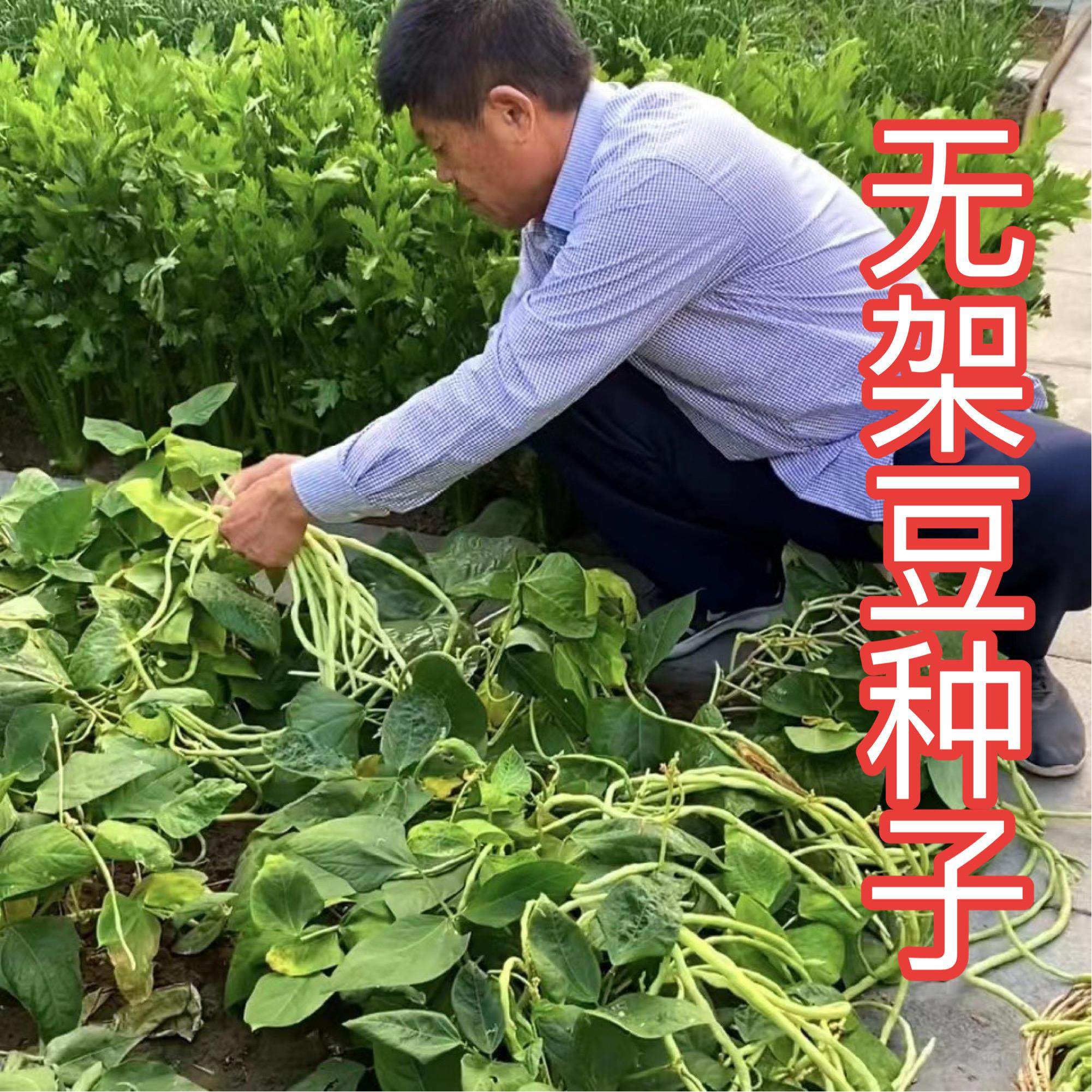 【无架豆种子】免搭架豆角豇豆种子家庭小院盆栽种菜移栽豆角种子