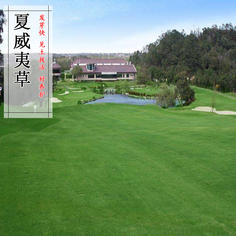 夏威夷草坪种子地毯兰引三