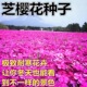 芝籽芝种子福禄考花籽花种四季 室外北方阳台见土就活花种