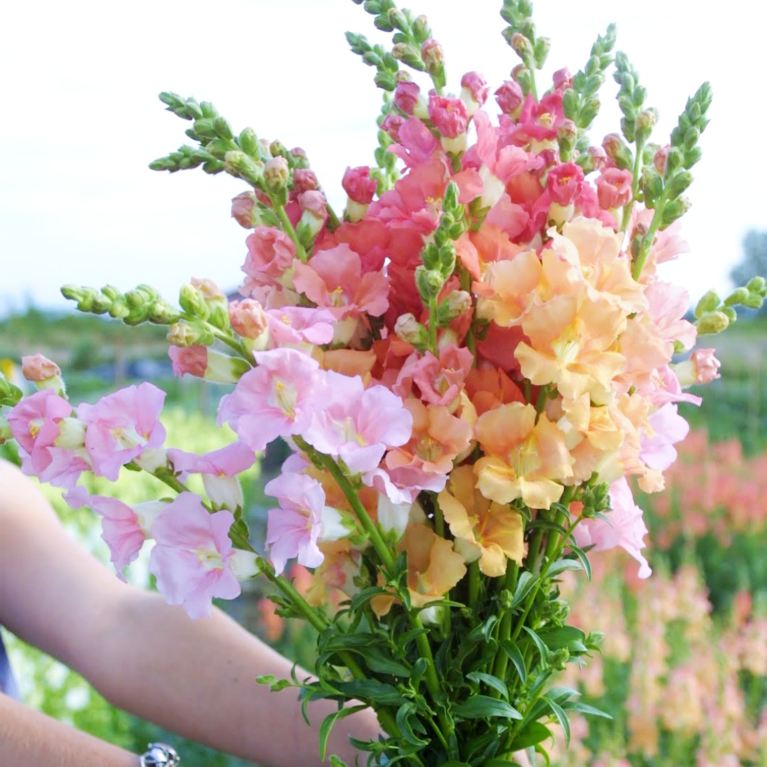 【高杆金鱼草花种子】耐寒