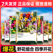 野花组合波斯菊格桑花种籽子四季 播种开花百日草花种子太阳花种孑