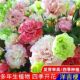 重瓣混色洋桔梗种子多年生四季 种阳台庭院盆栽室外花卉植物
