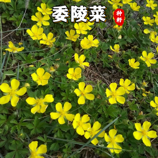 委陵菜种籽白头翁种子蛤蟆草种子庭院多年生景观地被植物耐寒耐阴