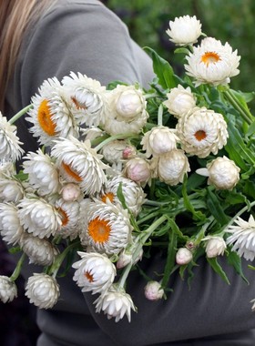 白色麦秆菊种子麦杆菊蜡菊脆菊花种籽易活花卉阳台室内盆栽可干花