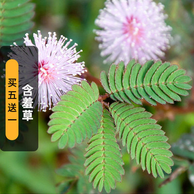 含羞草种子25粒害感应籽趣