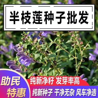 半枝莲材种子半枝莲白花蛇舌草易种植苗盆栽阳台并头草韩信草