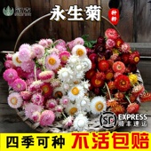 永生菊种子小鳞托菊永生花莱德小丑盆栽阳台花坛四季 干花籽可切花