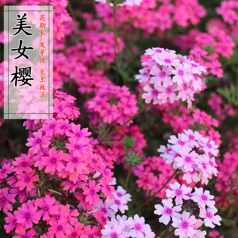 细叶美女樱种子见土就活花种美人樱盆栽铺地锦四季绣球美女樱花种