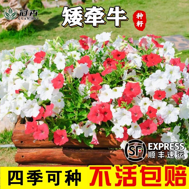 重瓣矮牵牛种子四季播种室内阳台垂吊盆栽喇叭花庭院爬藤花籽孑