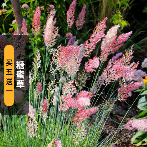 糖蜜草种子20粒Savnh坡地