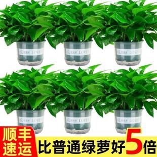 空气家用植物除甲醛吸绿萝盆栽绿箩客厅净化室内吊兰绿植花卉