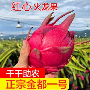 红火龙果红心超甜水果新鲜当季薄皮金都一号整箱红肉火龙果5斤装