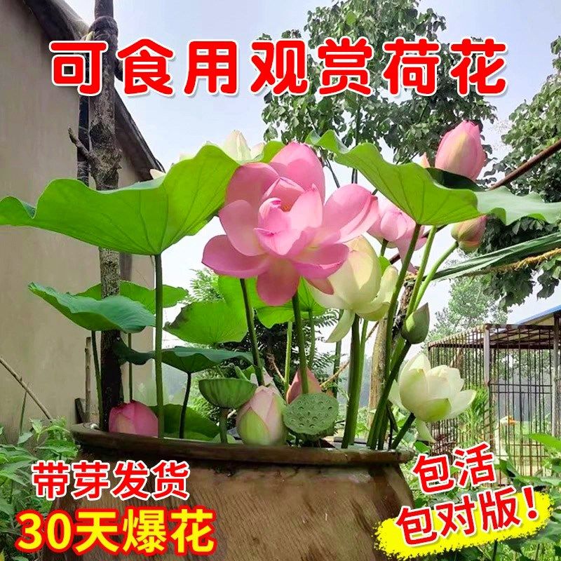 速发荷花盆栽水养观赏莲花种根四季水培植碗池莲睡塘花卉物莲藕苗