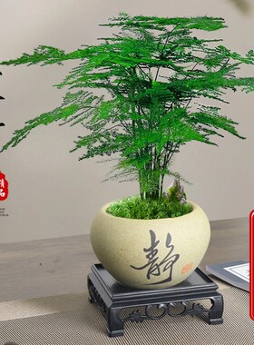 速发文竹盆栽室内绿植物办公室桌花小盆青客厅四季常栽面卉好养活