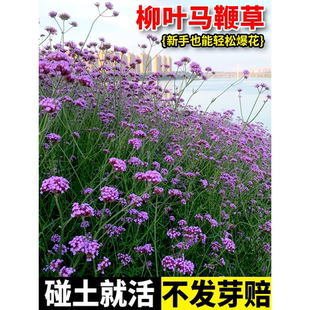 柳叶马鞭草籽室外庭院景观绿化婚纱摄影网红花海花卉四季盆栽种子