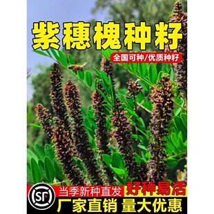 紫穗槐种子灌木刺槐猪屎豆多花木兰银合欢绿化护坡固土草种籽