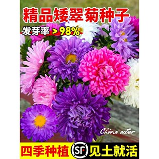 翠菊花种籽子混色糖果菊波斯菊种子四季开花矮杆盆栽庭院易活花籽