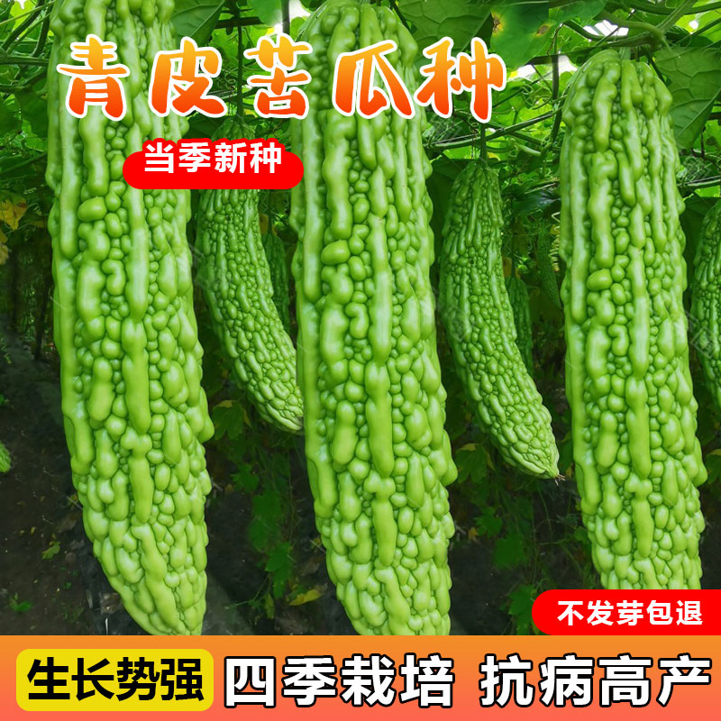 大肉苦瓜种籽高产春季四长