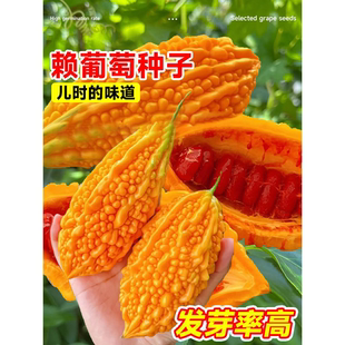 赖葡萄种子籽濑瓜苦瓜金铃子蔬菜水果种子孑四季种植阳台庭院盆栽