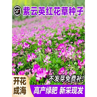 紫云英草种籽红花草籽种子孑四季牧草绿化绿肥蜜源花海植物可食用