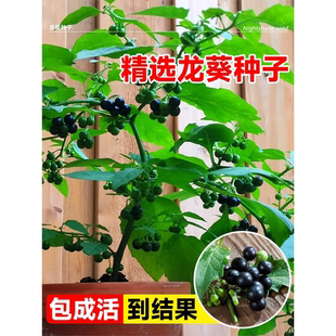龙葵种籽黑黝黝阳台水果野生龙葵种子盆栽四季可种黄天天室内高产