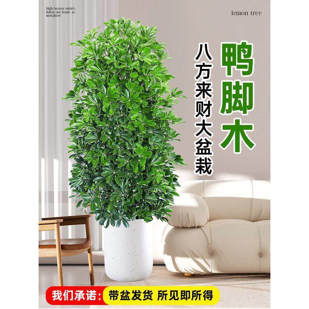 鸭脚木八方来财植物发财树盆栽客厅绿植大型室内花卉树苗四季好养