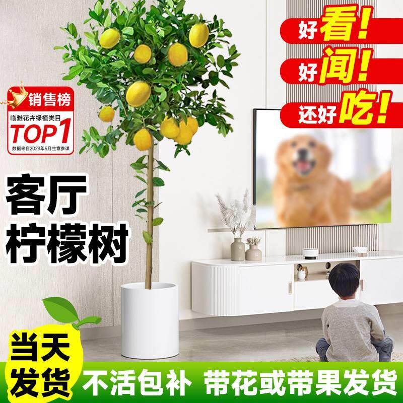 香水柠檬树盆栽带果可食用绿植物大型室内除甲醛客厅阳台四季好养