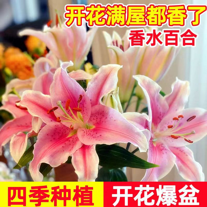 百合花种球盆栽土培带芽当年开花四季种植可种室内外花卉绿植