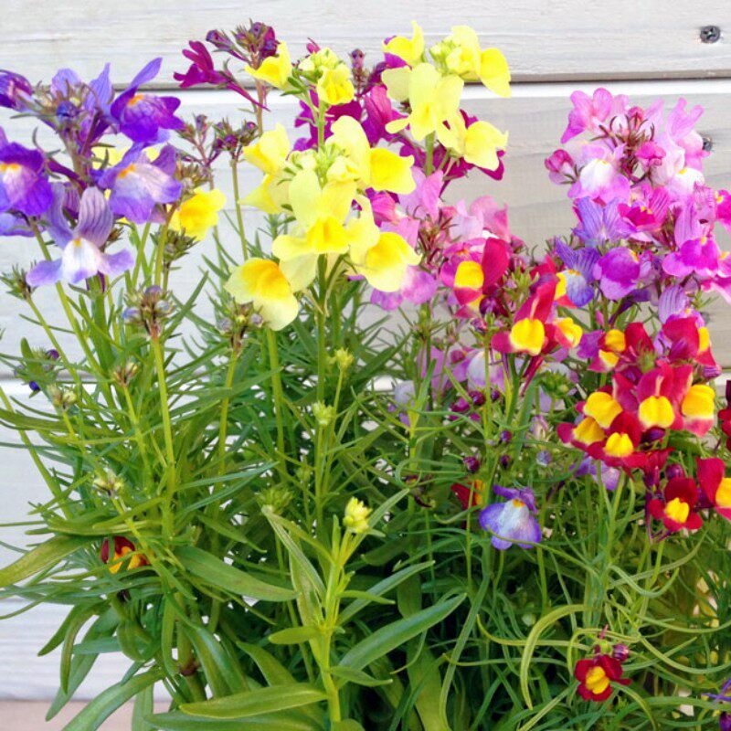 【柳穿鱼种子】龙面花姬金鱼花小金鱼草花种籽多年生宿根耐寒花卉