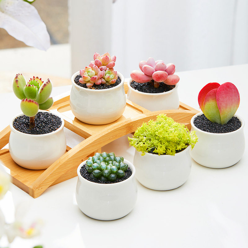 多肉植物熊童子价格 多肉植物熊童子图片 星期三