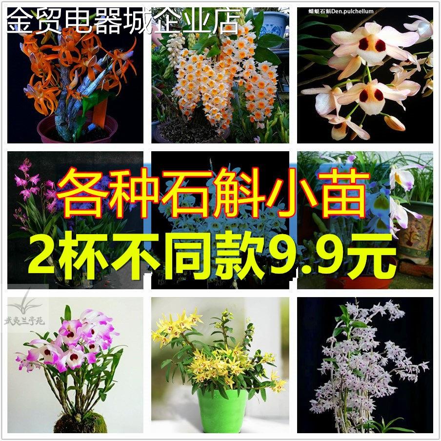 石斛杯苗组合带花苞红杆软脚霍山铁皮石斛盆栽石斛花卉石斛兰绿植