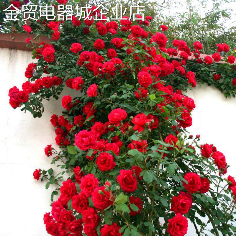墙微花树苗室外植物易活蔷薇花苗爬藤四季适合庭院种的花树玖瑰新