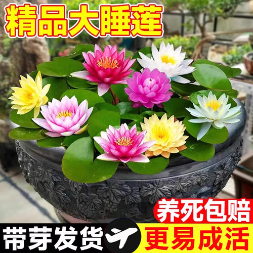 睡莲水培植物带花苞多季开花
