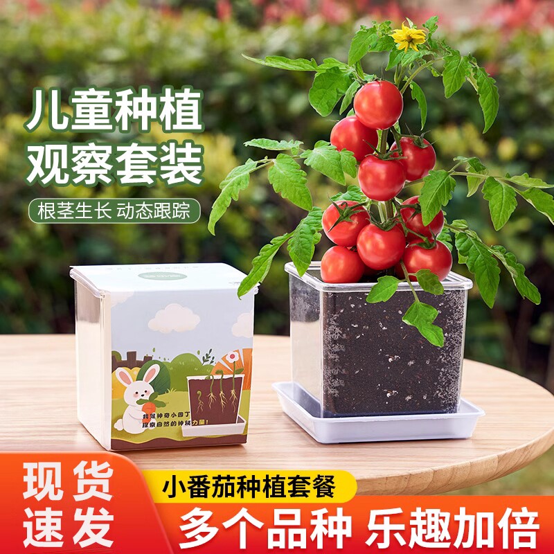 儿童种植小番茄小盆栽凤仙花向日葵草莓种籽实验植物种子学生套装