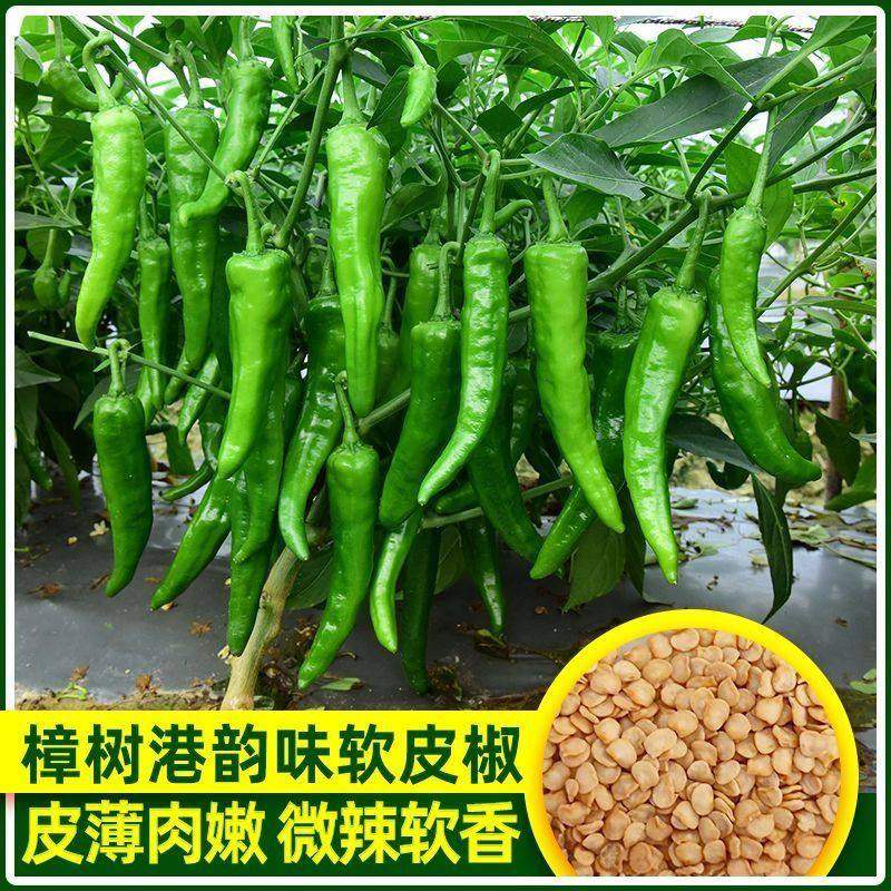 樟树港椒种子樟树辣椒种子优质清香薄皮辣椒新种春秋四季播种蔬菜,鲜花速递/花卉仿真/绿植园艺,家庭园艺种子,淘宝优惠券,粉丝福利购,淘宝优惠卷