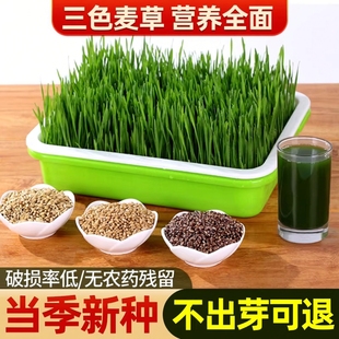 猫草籽小麦种子小麦草种大麦种黑麦苗水培芽苗菜薄荷草种盆栽种植