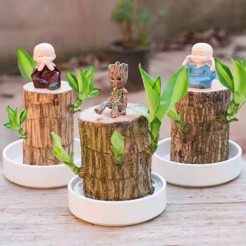 【巴西木水养幸运木】格鲁特