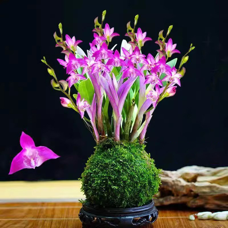 新品七彩香水石斛兰现带花苞水培开花浓香室内桌面绿植盆栽景花卉